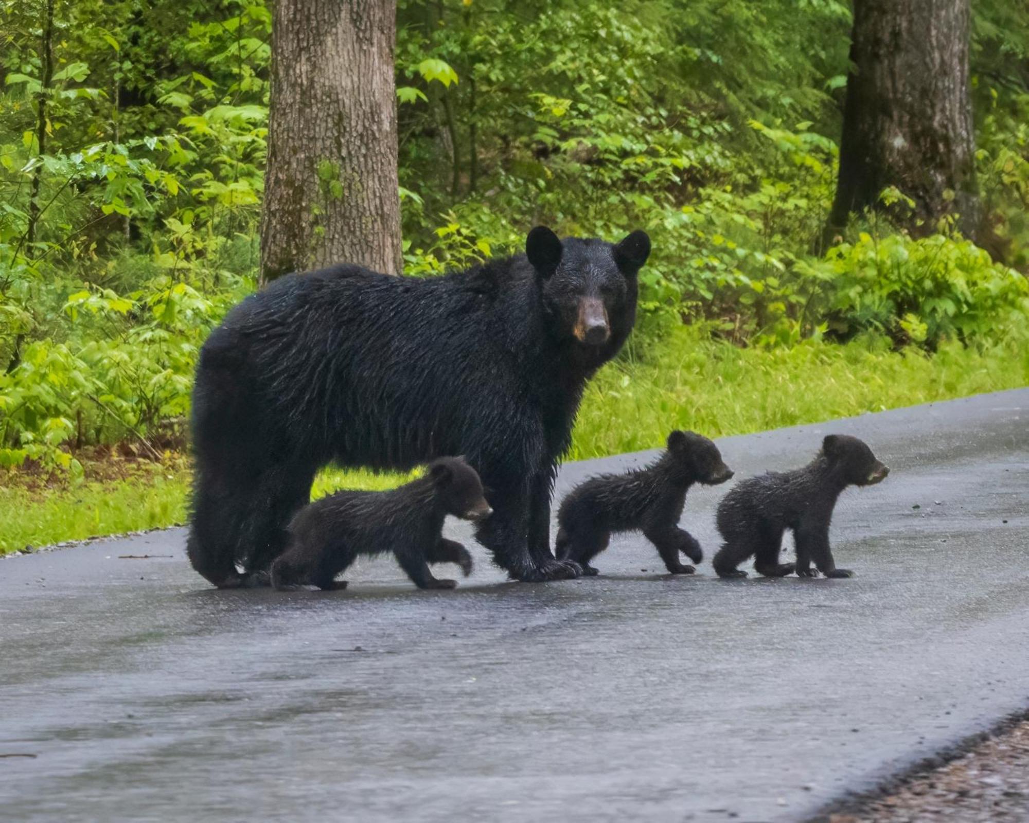 Vila Bear End Sevierville Exteriér fotografie